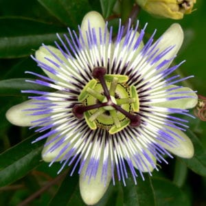 passiflora-incarnata-es-ansiolitica-sedante-tranquilizante