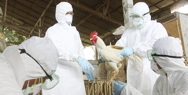 Nuevo virus de influenza aviar