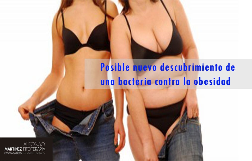 bacteria-contra-obesidad