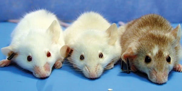 ratones-de-laboratorio