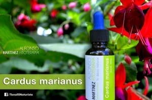 extractos puros de cardus marianus a la venta