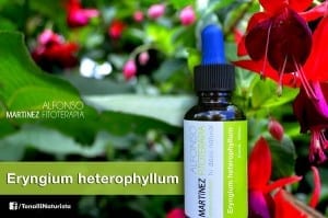 extractos por docena de eryngium heterophyllum