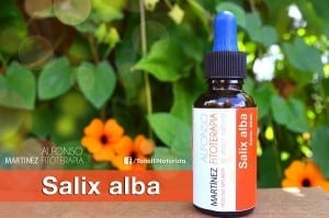 venta de extractos de Salix alba (Sauce)