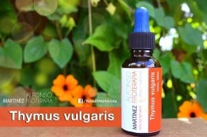 extractos puros de tomillo (Thymus vulgaris)