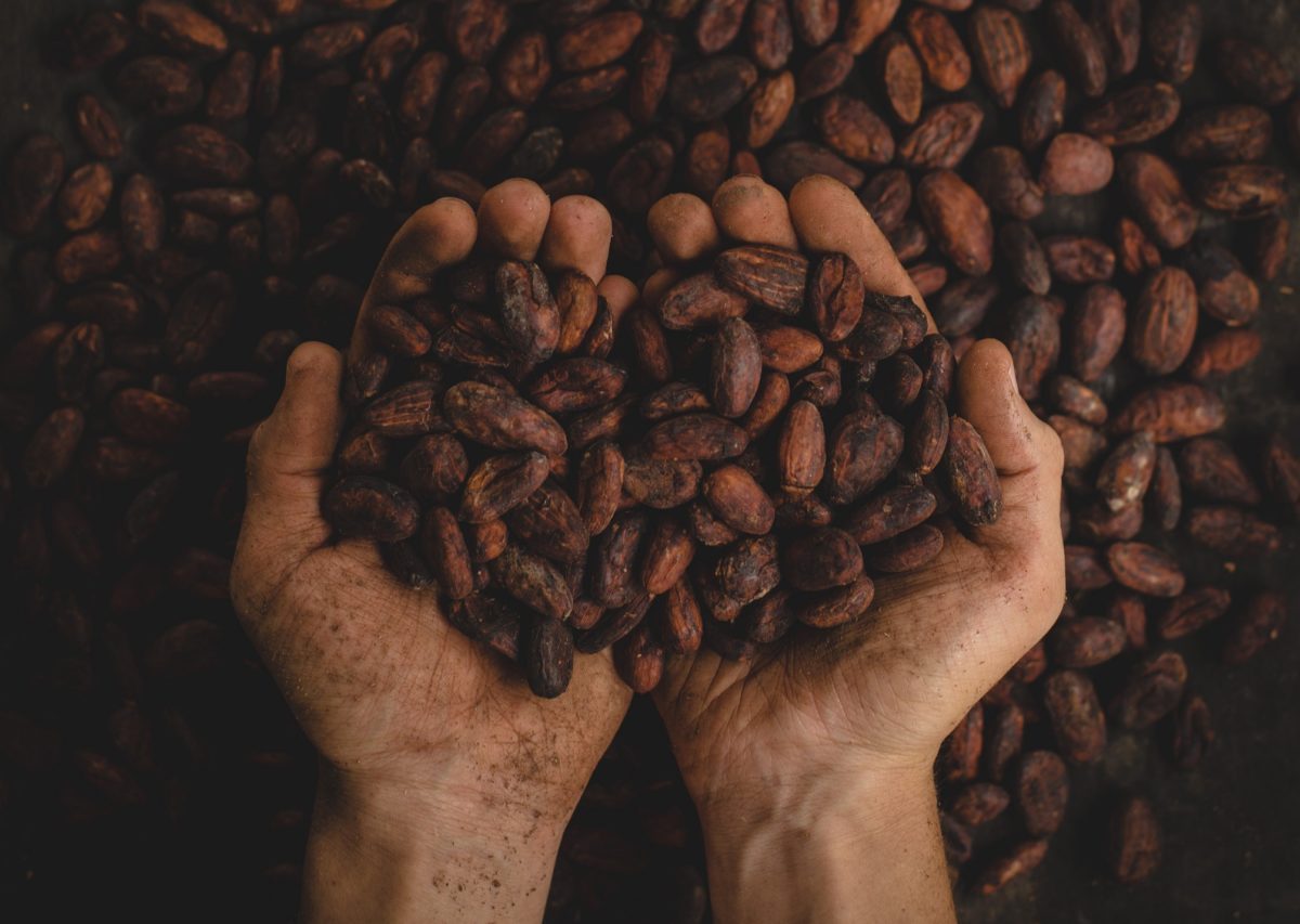 El consumo de cacao y el colesterol