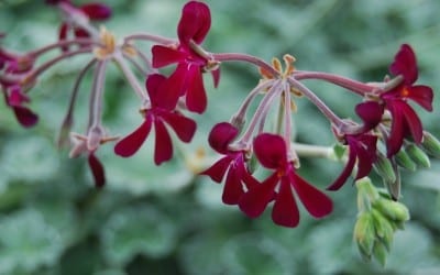 Esta planta se ha utilizado tradicionalmente en el sur de África para combatir la tos, problemas respiratorios y hepáticos.