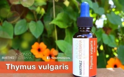 Extracto de tomillo Thymus vulgaris