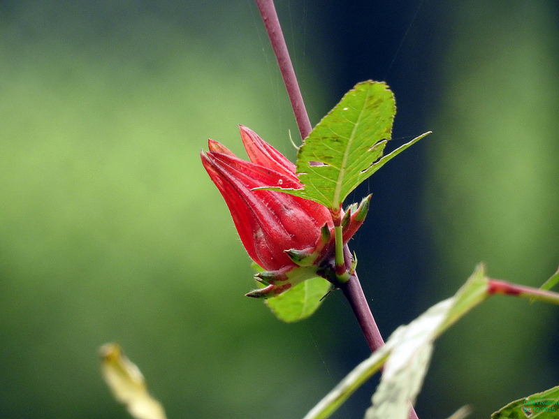 Efecto antidepresivo del hibisco o flor de jamaica