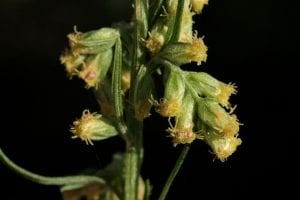 Estafiate Artemisia Mexicana Fitoterapia Naturismo