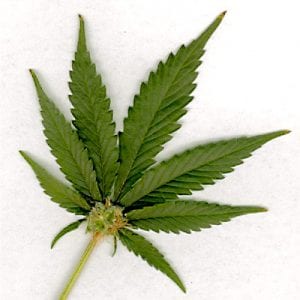 Información científica de la Marihuana (Cannabis sativa)