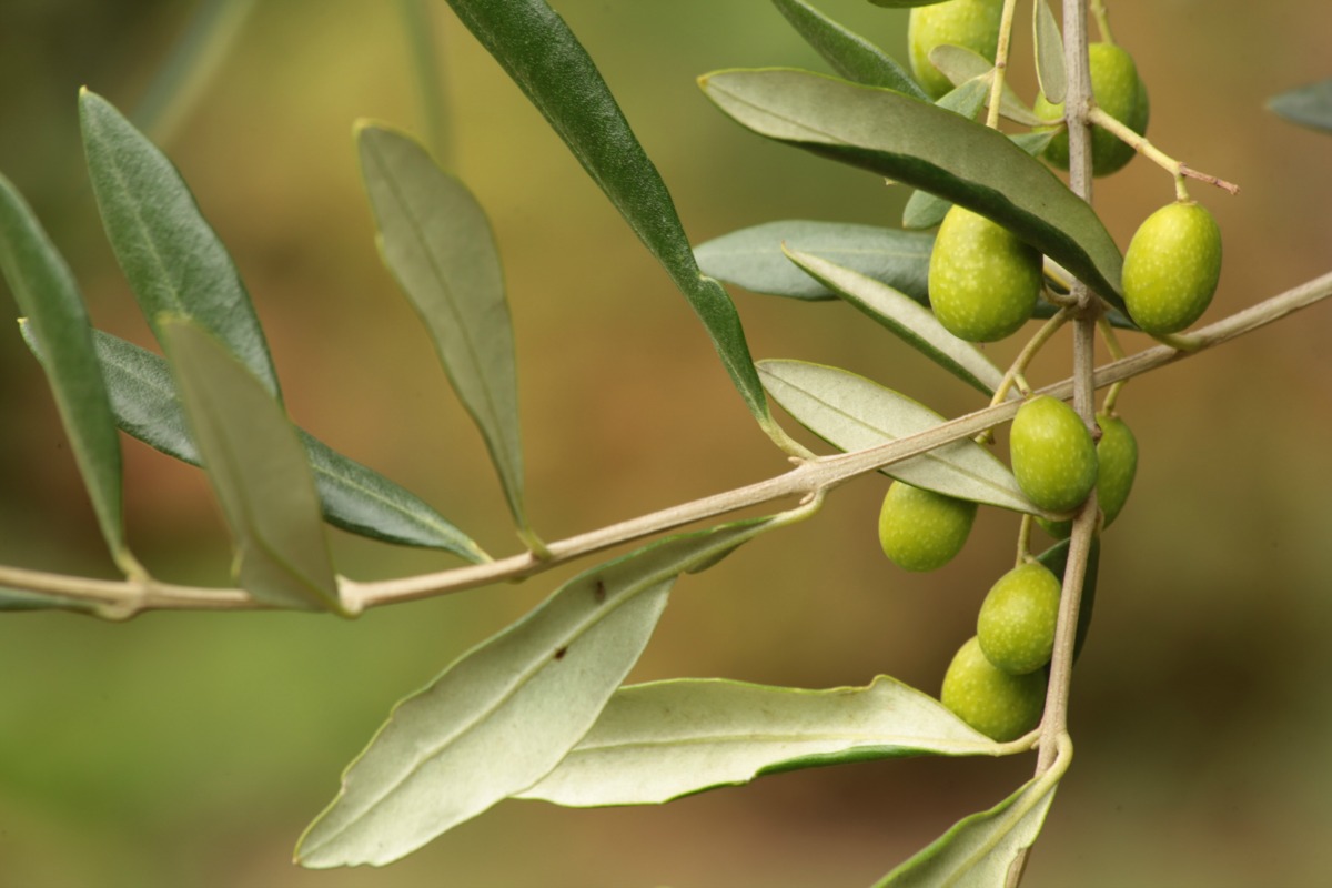 Beneficios para la salud de la hoja de olivo