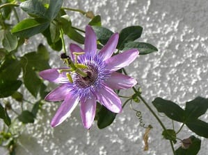 Beneficios de la Passiflora Incarnata
